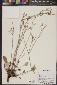 Eriogonum racemosum image