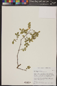 Zanthoxylum fagara image