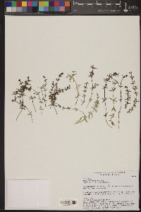 Galium microphyllum image