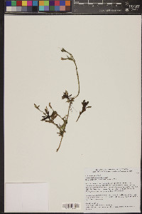 Stemodia durantifolia image