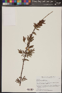 Acacia angustissima image