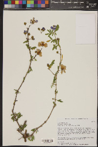 Guaiacum coulteri image