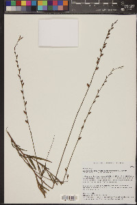 Oenothera podocarpa image