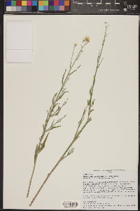 Bebbia juncea var. aspera image