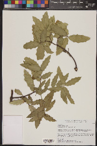 Quercus emoryi image