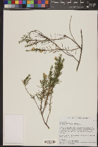 Ericameria laricifolia image