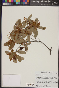 Quercus oblongifolia image