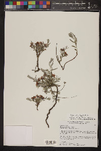 Krameria erecta image