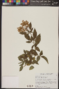 Sambucus cerulea image