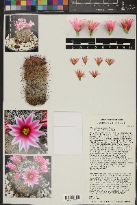 Mammillaria grahamii image