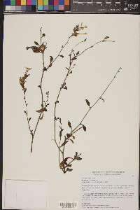 Plumbago zeylanica image