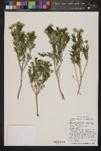 Ericameria linearifolia image