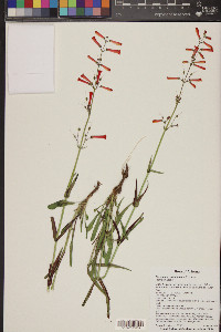 Penstemon subulatus image