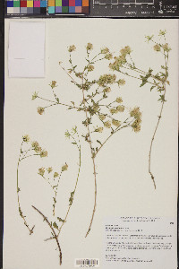 Brickellia coulteri image