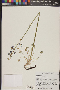 Delphinium scaposum image