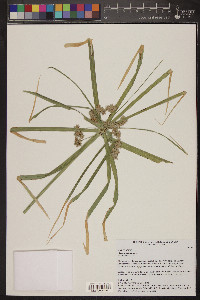 Cyperus elegans image