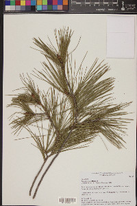 Pinus herrerae image