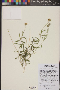 Encelia frutescens image