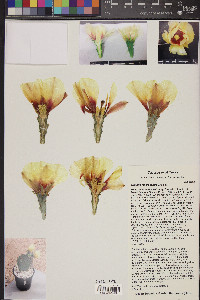 Opuntia macrocentra image