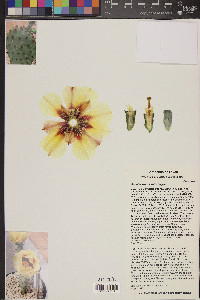 Opuntia macrocentra image