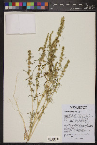 Amaranthus palmeri image