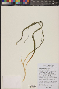 Hesperocallis undulata image