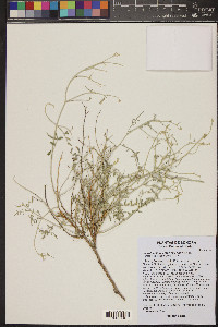 Psorothamnus emoryi image