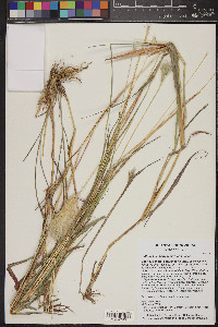 Bothriochloa barbinodis image