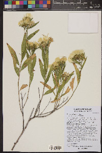 Trixis californica image