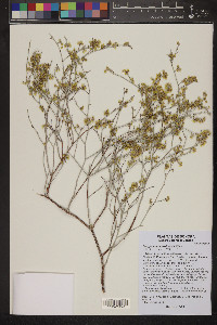 Eriogonum deserticola image