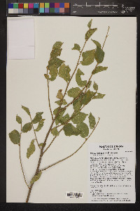 Heliocarpus palmeri image