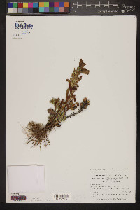 Penstemon eriantherus image