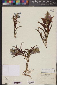 Penstemon angustifolius image