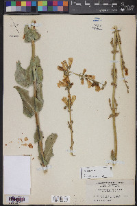 Penstemon bicolor image