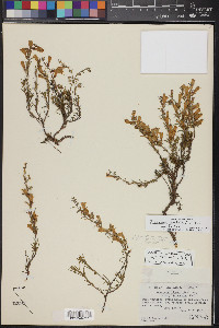 Penstemon crandallii image