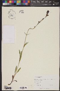 Penstemon strictus image