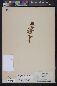 Gentiana affinis image