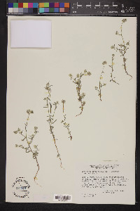 Cryptantha nevadensis image