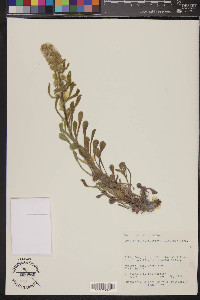 Oreocarya celosioides image