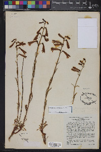 Penstemon rostriflorus image