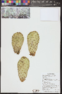 Opuntia basilaris image
