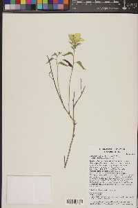 Hibiscus coulteri image