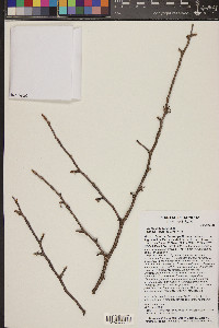 Bursera lancifolia image