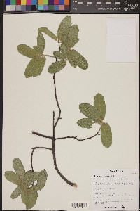 Quercus grisea image