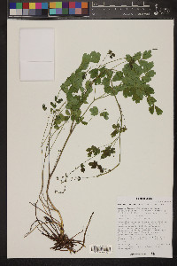 Thalictrum fendleri image