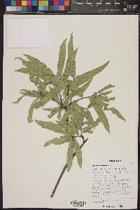 Quercus viminea image