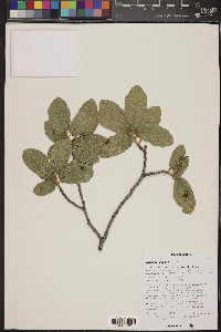 Quercus grisea image