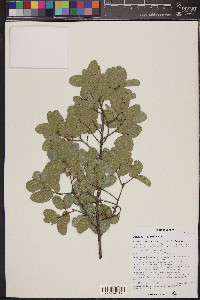 Quercus oblongifolia image