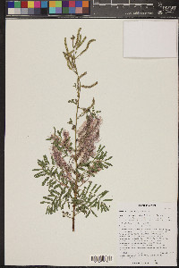 Mimosa dysocarpa image