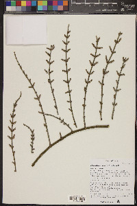 Phoradendron californicum image